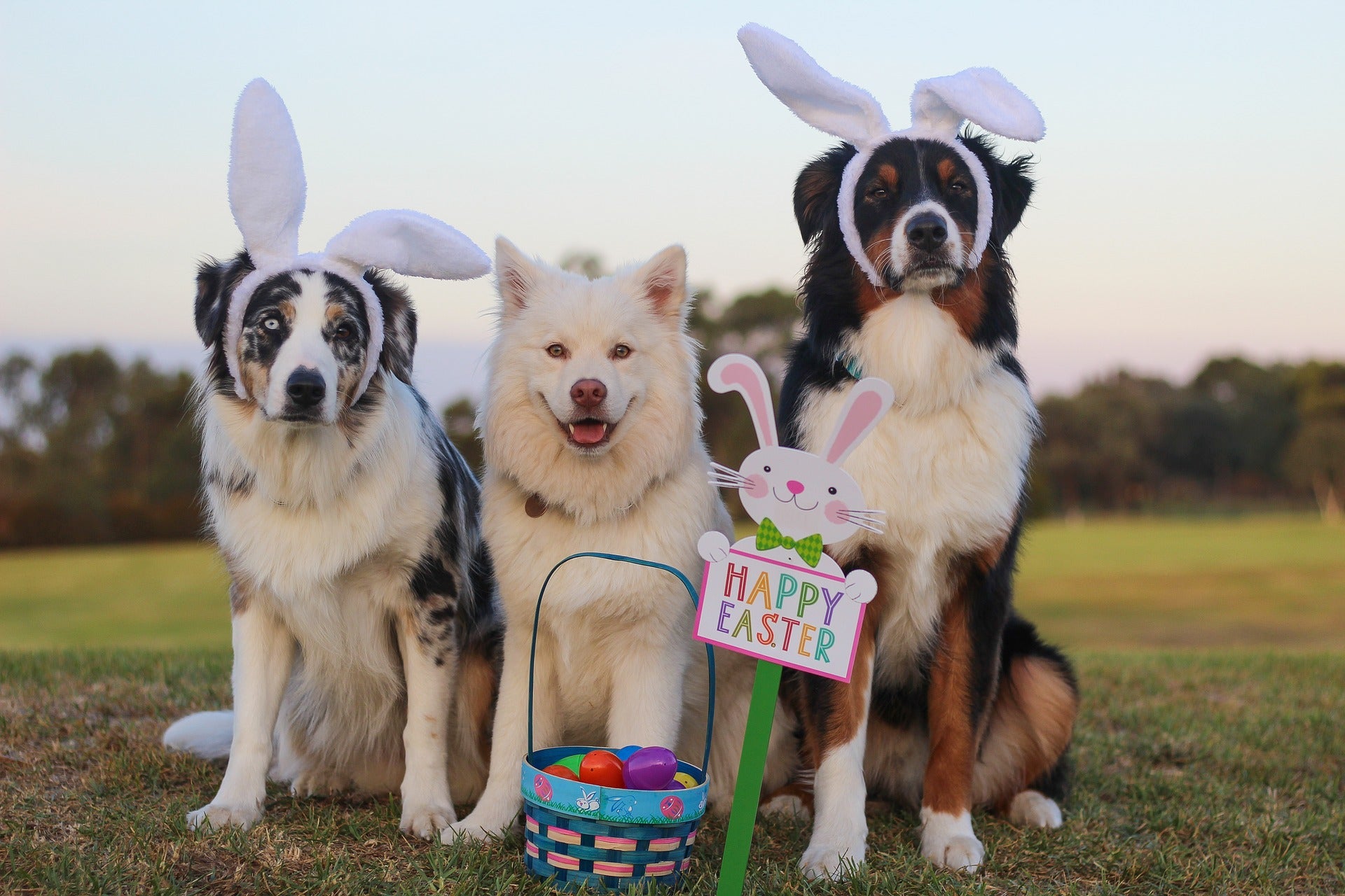 These dogs are ready for their Easter egg hunt!