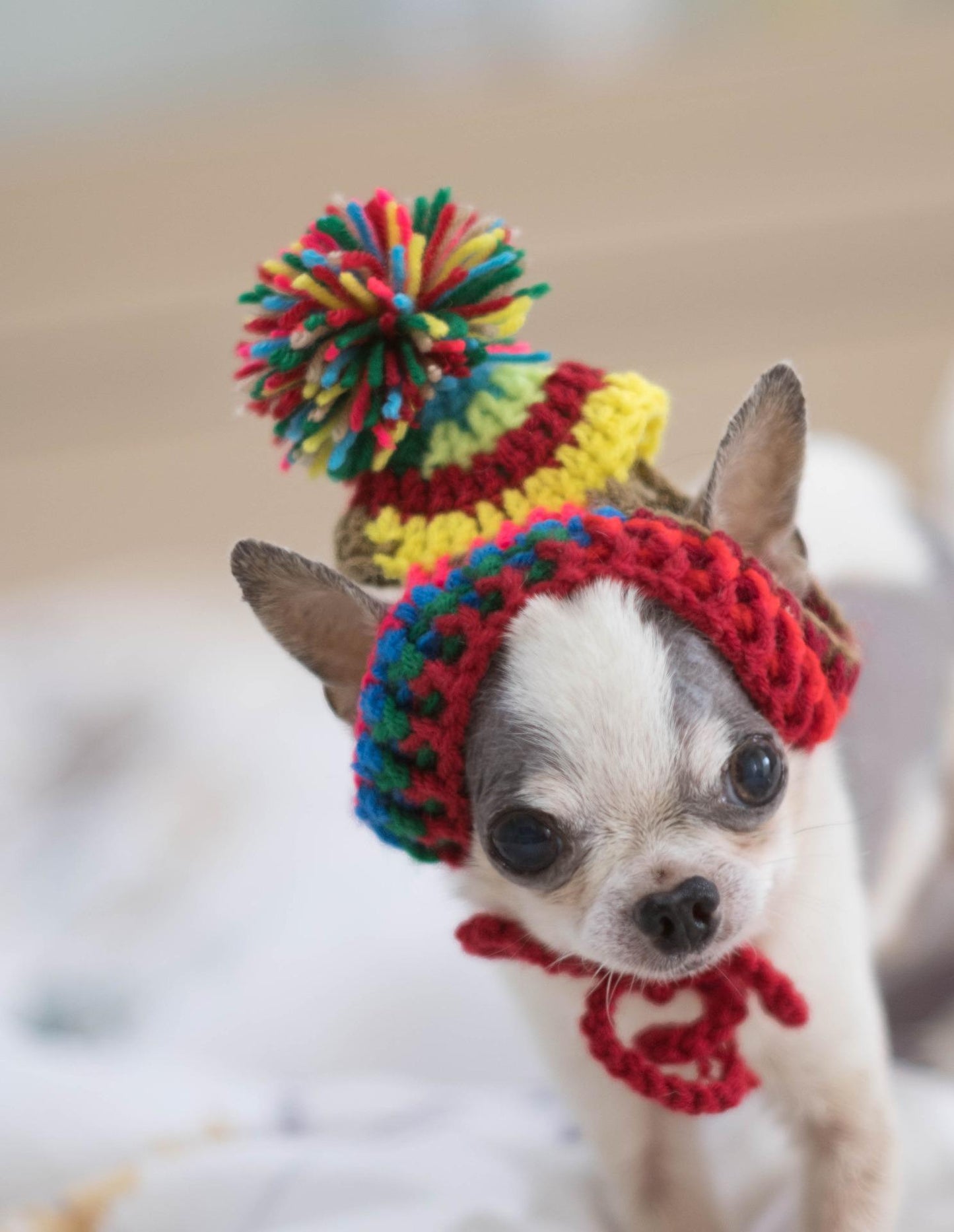Cute little dog in a hat