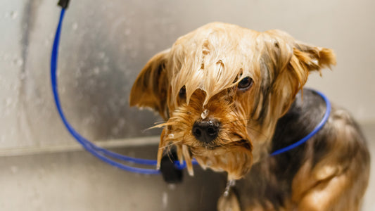 This dog is not enjoying his bath but at The Doggie Dorm we make it an enjoyable spa event.