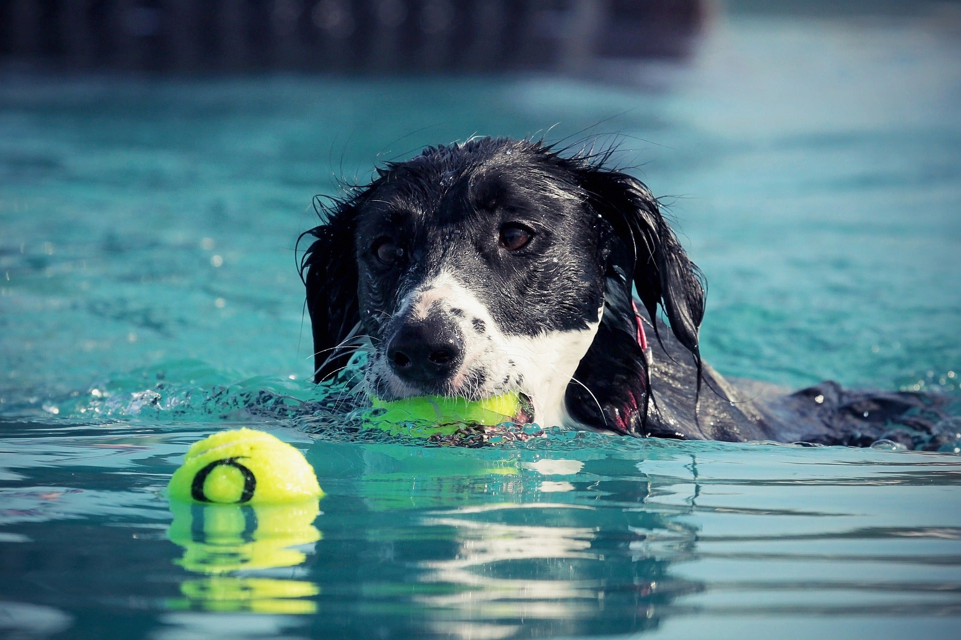 This dog loves to play ball in the water to cool off!