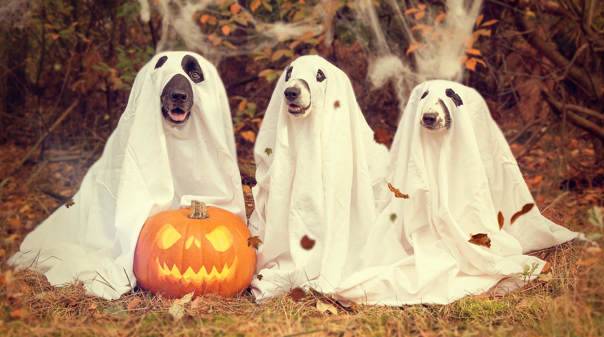 Happy Halloween from this group of dogs
